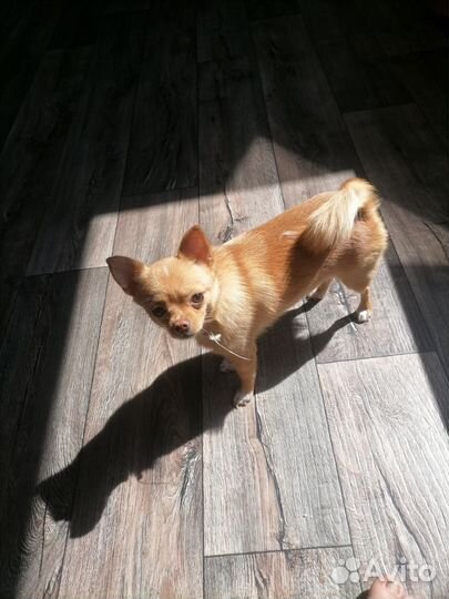 Продам собачку чиха- хуа девочка возраст 1 год