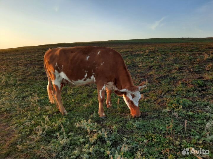 Корова молочная