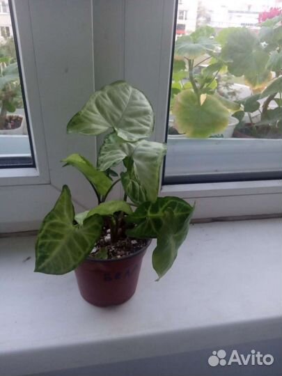 Домашние растения