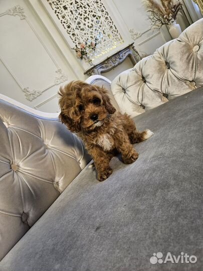 Щенки кавапу