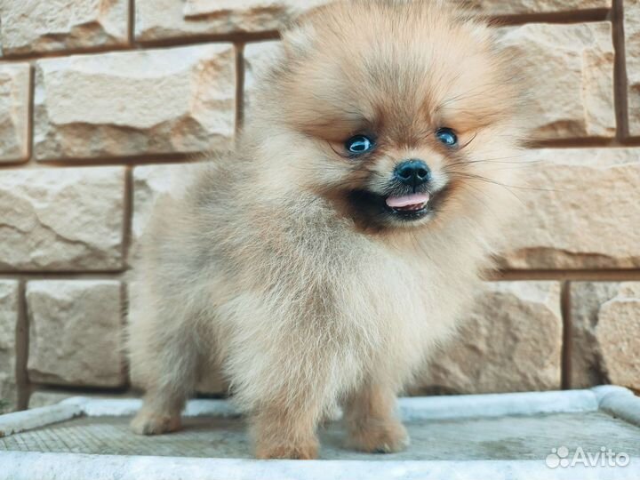 Померанский шпиц медвежьего типа