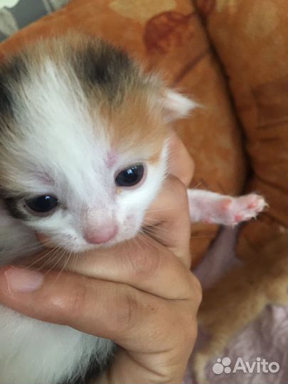 Отдам в добрые руки котят