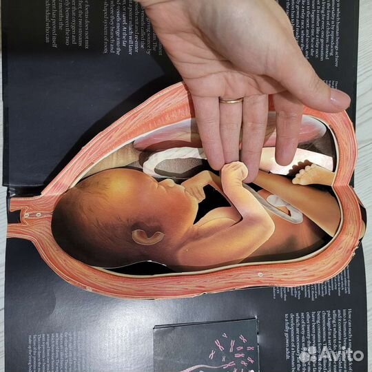 Редкая книга о зарождении человеческой жизни