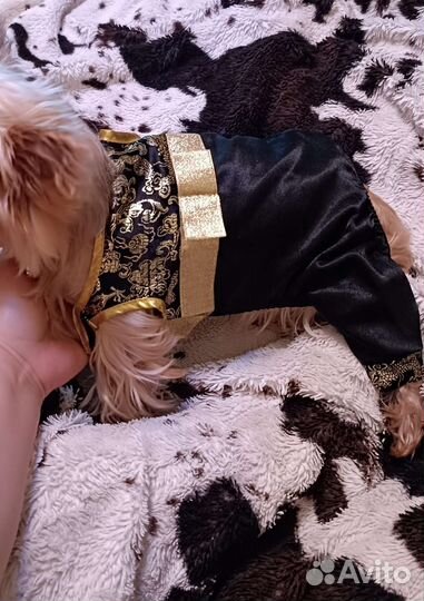 Одежда для маленьких собак