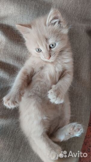 Котятки в дар бесплатно