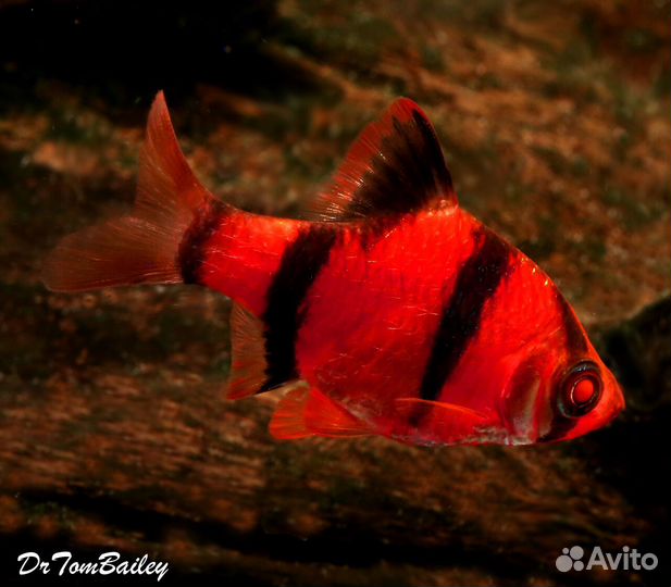 Аквариумные рыбки