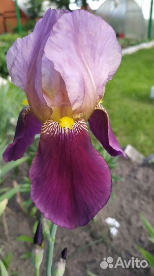 Ирисы бородатые сортовые