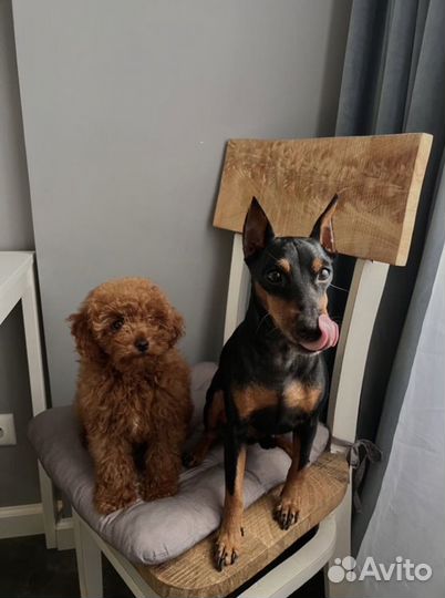 Передержка ситтинг собак кошек