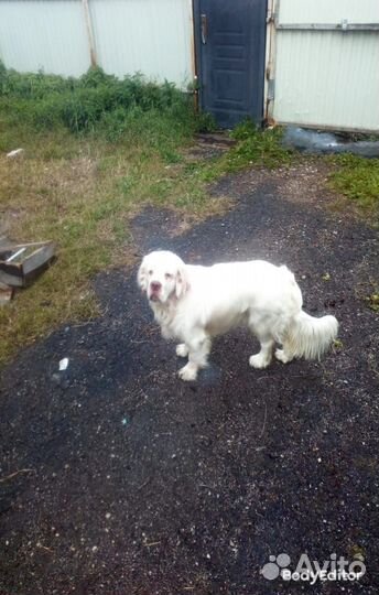 Вязка Кламбер спаниель