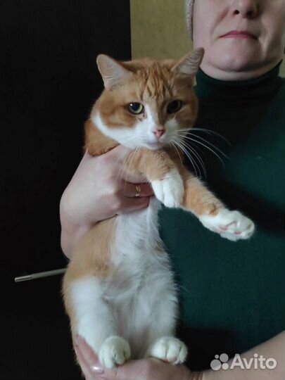 Котики и кошечки