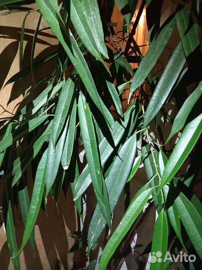 Комнатные цветы (растения)