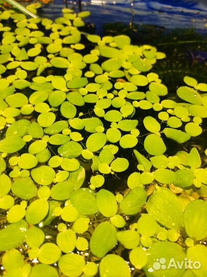 Аквариумные растения, пистия (или водная роза )