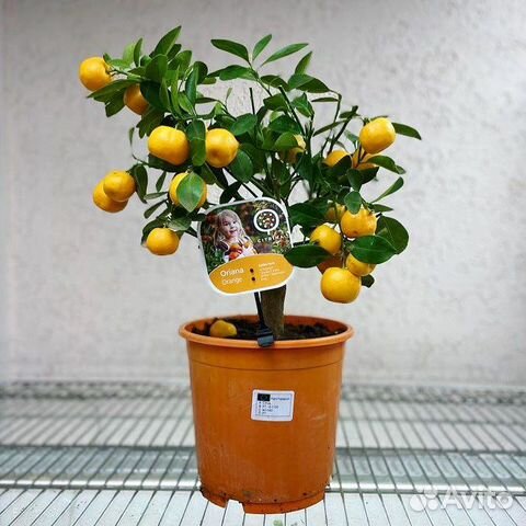 Каламондин цитрус