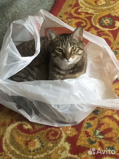 Кошка в дар бесплатно