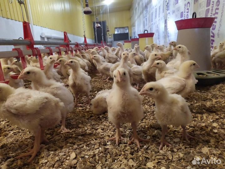 Суточные цыплята, бройлеры
