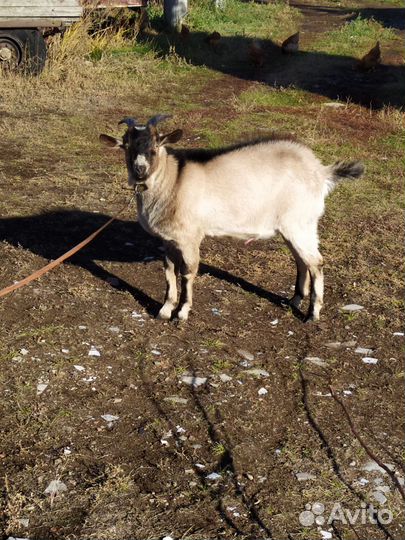 Козел ламанча