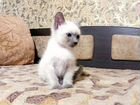 Котик тайский, блю-поинт объявление продам