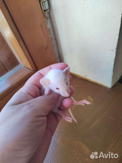 Крыса дамбо