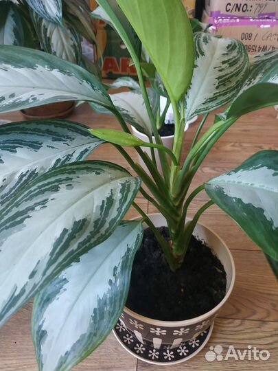 Комнатные цветы