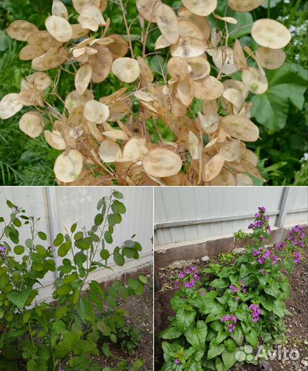 Лунария(лунник) Циния растения для сада семена