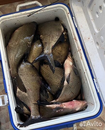 Лещ свежемороженый, вяленая плотва