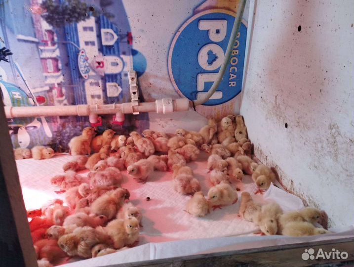 Продам цыплят перепелов. Техасский белый