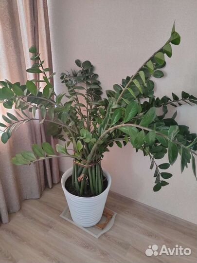 Замиокулькас