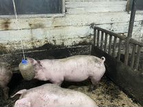 Поросята ремонтные свинки хряк свиноматка