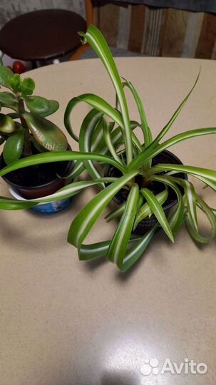 Хлорофитум кудрявый