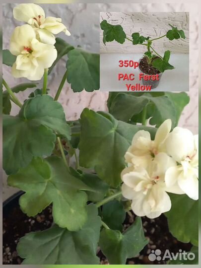 Пеларгония герань сортовая