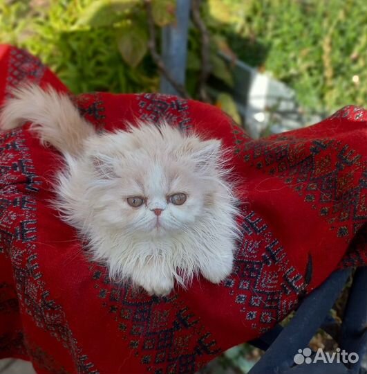 Экзоты с документами