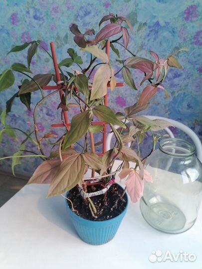 Сингониумы сортовые