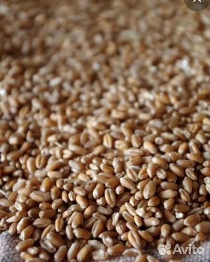 Зерно пшеница в мешках