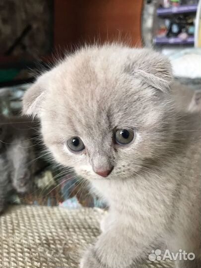 Британские вислоухие котята серые