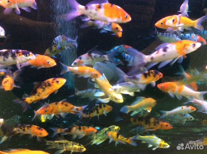 Крупные и мальки карпов кои