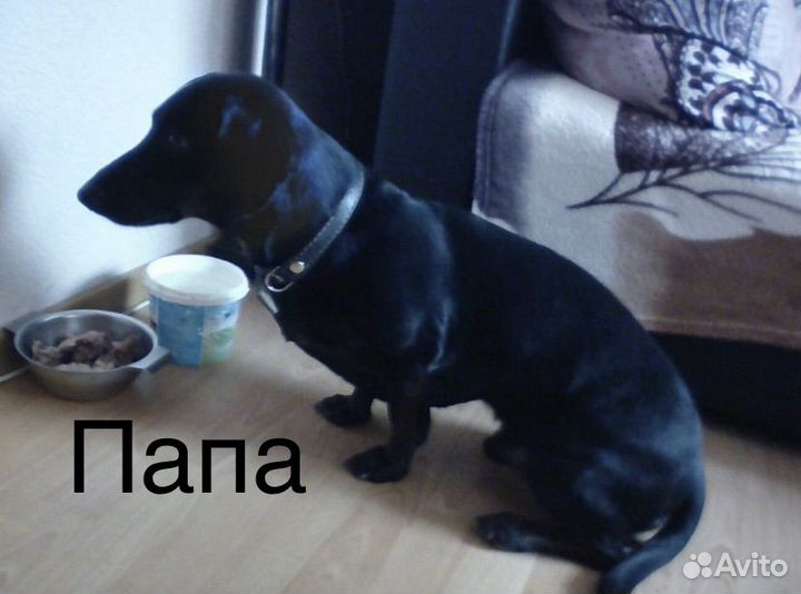 Стандартная такса, щенки