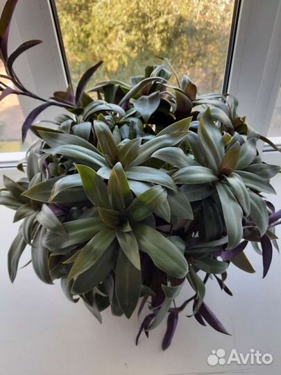 Гипиаструм и Рео