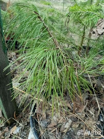 Ель сибирская, пихта, кедр