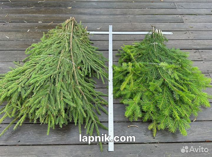 Лапник укрывной