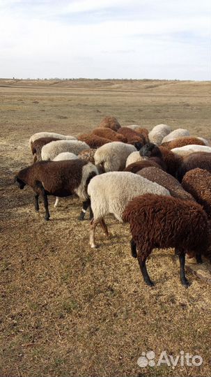 Молодняк бараны