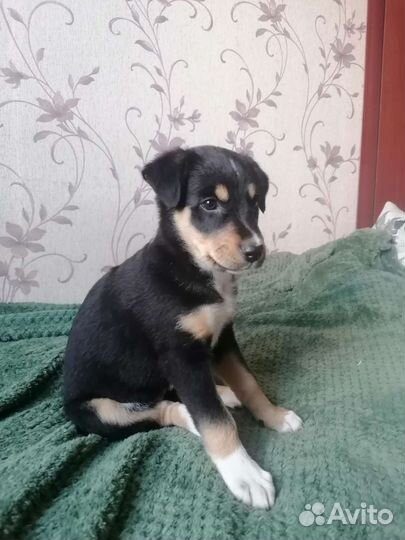 Щенок девочка в добрые руки