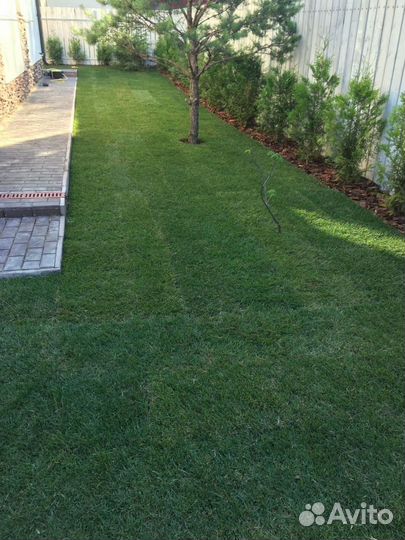 Рулонный газон