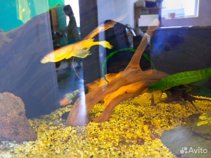 Аквариум с рыбками и тумбой