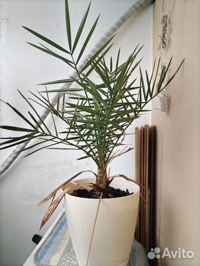 Финиковая пальма