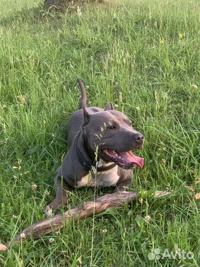 Стаффордширский терьер на вязку