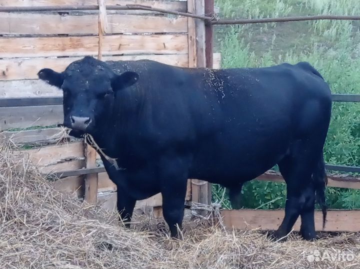 Бык на племя Абердин Ангус