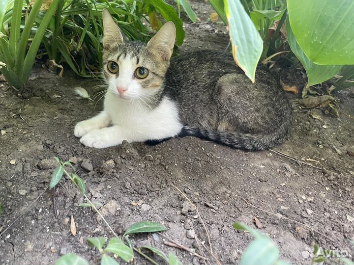 Котик в приюте 4мес немного хромает