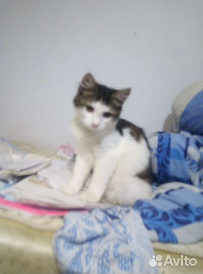 Изумительный котенок