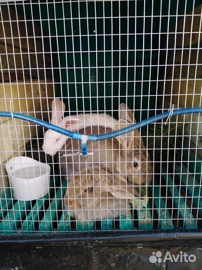 Кролики мясных пород