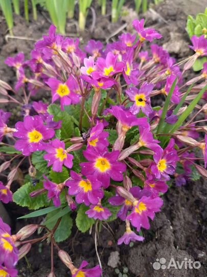 Садовые цветы